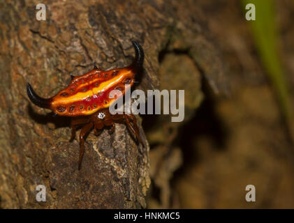 Females stirrup shell (Gasteracantha Thorelli) in the rainforest, Lokobe National Park, Nosy Be island, Northwest Coast Stock Photo