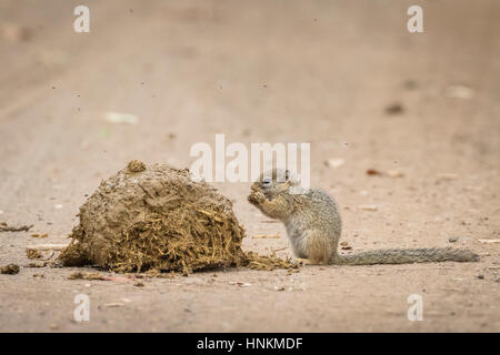 Smith's bush squirrel (Paraxerus cepapi) on elephant dung, Kruger National Park, South Africa Stock Photo