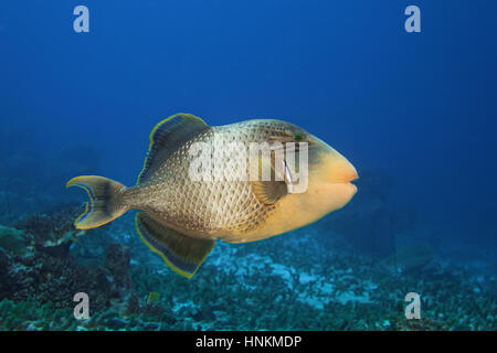 Yellowmargin triggerfish (Pseudobalistes flavimarginatus), Indian Ocean, Maldives Stock Photo