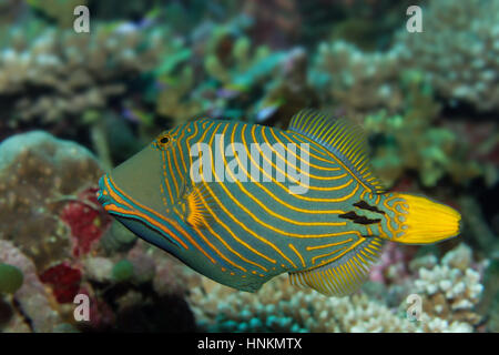 Orange-lined triggerfish (Balistapus undulatus), Indian Ocean, Maldives Stock Photo