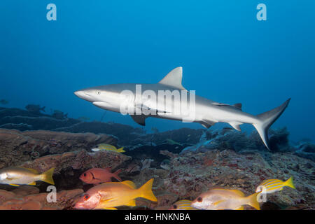 Gray reef shark (Carcharhinus amblyrhinchus), Coral Reef, Indian Ocean, Maldives Stock Photo