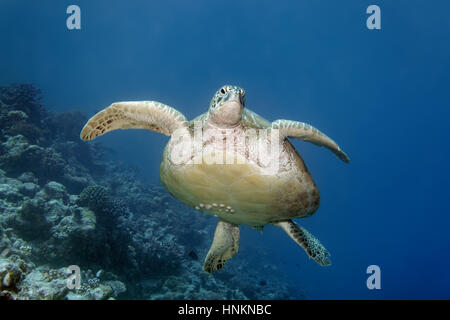 Green turtle (Chelonia mydas) with barnacles (Balanidae) swimming over coral reef, Indian Ocean, Maldives Stock Photo