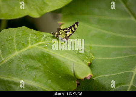 Malachite butterfly on foliage Stock Photo