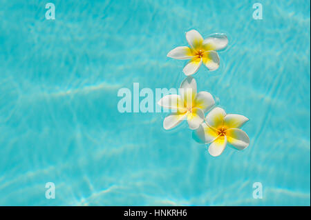 three white frangipani flower on the water in the pool Stock Photo