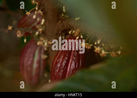 Cacao pods growing on cocoa tree farm close up Stock Photo