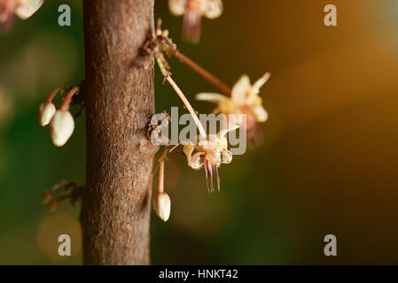 close up of cacao bloom flowers on cocoa tree Stock Photo
