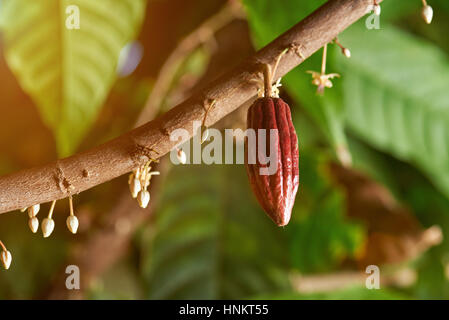 Cacao branch with young fruit and blooming cocoa flowers Stock Photo