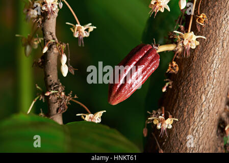 small young cocoa pod with flowers on cacao tree farm Stock Photo