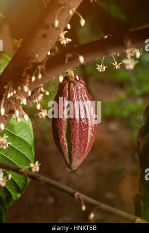 One red cacao pod hanging on cocoa tree with white bloon flowers in sun light Stock Photo
