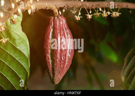 one red cacao pod hang on branch close up with flowers Stock Photo