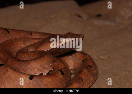 Hump nosed pit viper (Hypnale sp.) from Goa Stock Photo