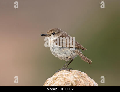 Canary Islands Stonechat - Saxicola dacotiae - female Stock Photo