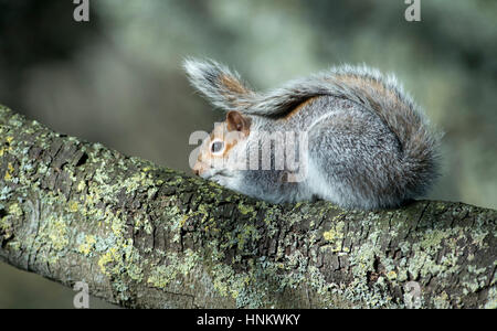 Eastern grey squirrel Sciurus carolinensis resting on a branch of a tree in park. Stock Photo