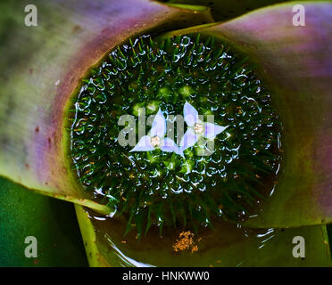 Detail of the flower of a tropical bromeliad looking down Stock Photo