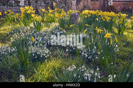 Spring snowdrops and daffodils in an English churchyard Stock Photo