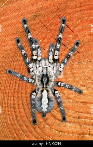 Indian Ornamental tree spider (Poecilotheria Regalis) Stock Photo