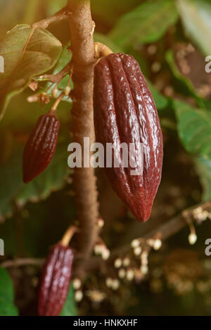 long young red cocoa pods cacao farm tree close up. Ready for harvest cocoa pod Stock Photo