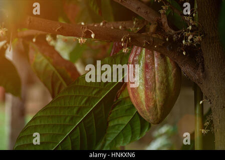 green and red cacao fruit growing on cocoa tree. Close up of big cocoa pod Stock Photo
