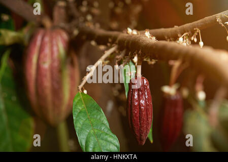 Small cacao red pod on cocoa young tree with flowers Stock Photo