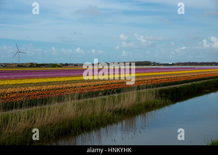 Blooming tulip fields in a dutch landscape in Texel, the Netherlands Stock Photo