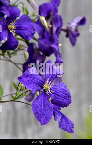 Purple flowering clematis Stock Photo