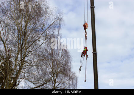 Tree surgeon hanging from ropes in the crown of a tree using a chainsaw to cut branches down. The adult male is wearing full safety equipment.