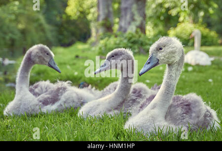 Young mute swan cygnets sitting in grass on land Stock Photo