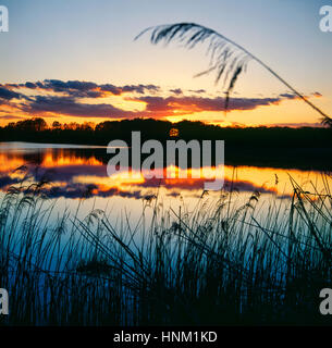 bog, bog lake, reed, reflection Stock Photo - Alamy