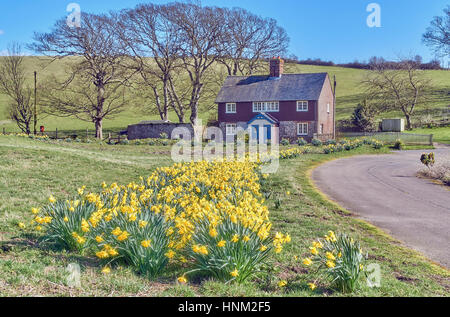 Drift of daffodils leading to country cottages in spring Stock Photo