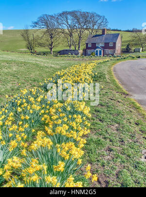 Drift of daffodils leading to country cottages in spring Stock Photo