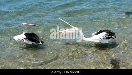 Australian Pelicans (Pelecanus conspicillatus) squabbling, Greenwell Point, South Coast, New South Wales, Australia Stock Photo