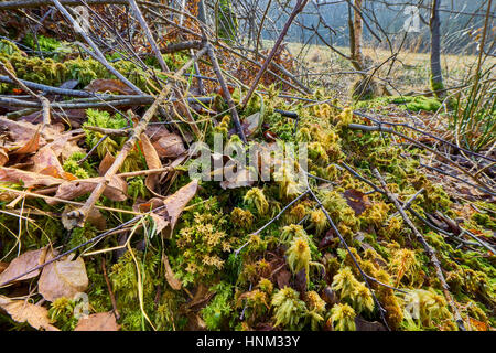 A clump of Sphagnum Moss on Paines Cross Meadow SSSI in East Sussex Stock Photo