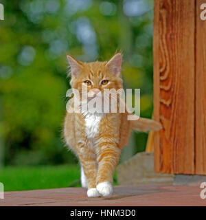 Kitten ginger tabby walking on porch, looking towards camera.