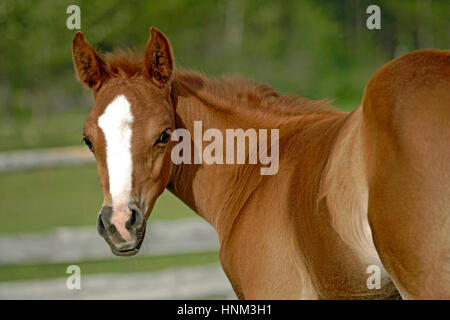 Close up of cute few week old chestnut Foal at pasture, watching. Stock Photo