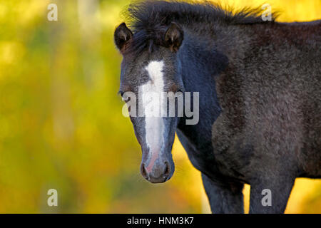 Close up portrait of curious black Welsh Pony Foal , watching. Stock Photo
