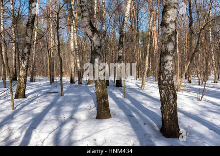 Snowy winter forest.