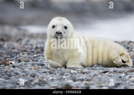 Cone seal, Halichoerus grypus, Kegelrobbe Stock Photo