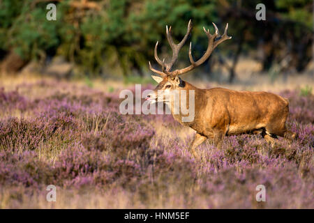 Red Deer, red deer, Rothirsch Stock Photo