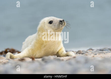 Cone seal, Halichoerus grypus, island Helgoland, Kegelrobbe, Insel Helgoland Stock Photo