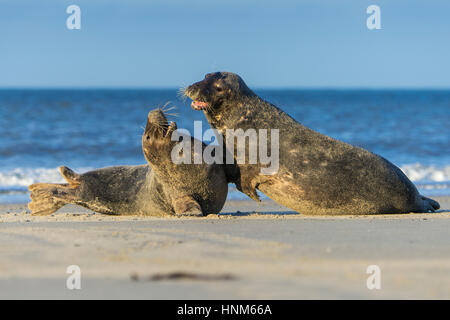 Cone seal, Halichoerus grypus, island Helgoland, Kegelrobbe, Insel Helgoland Stock Photo