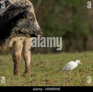 Cattle Egret in field with Cow Stock Photo