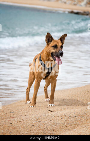 Brown dog near the water Stock Photo