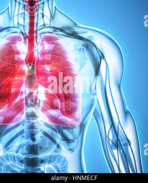 3D illustration of Lungs - Part of Human Organic. Stock Photo