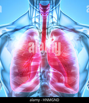 3D illustration of Lungs - Part of Human Organic. Stock Photo