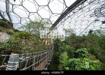 The new Rope Bridge inside the Rainforest Biome, Eden Project. Stock Photo