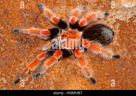 Mexican Fire leg tarantula (Brachypelma boehmei) Male on rusty tin Stock Photo