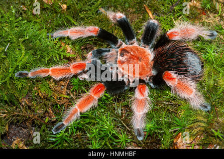 Mexican Fireleg tarantula (Brachypelma boehmei) Male Stock Photo