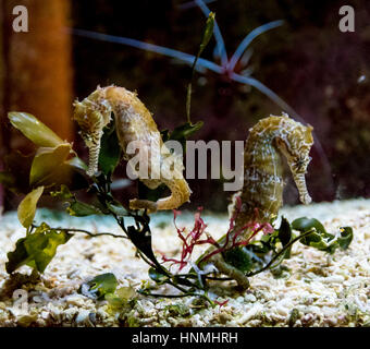 Closeup seahorse swimming in colorful coral reef Stock Photo
