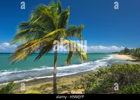 PALM TREE PLAYA PINONES BEACH LOIZA PUERTO RICO Stock Photo
