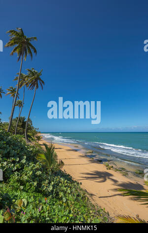 TALL PALM TREES PLAYA PINONES BEACH LOIZA PUERTO RICO Stock Photo